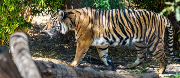 a tiger at the phoenix zoo